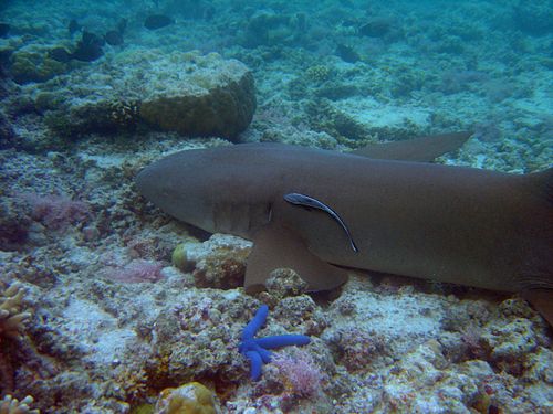 Tawny nurse shark